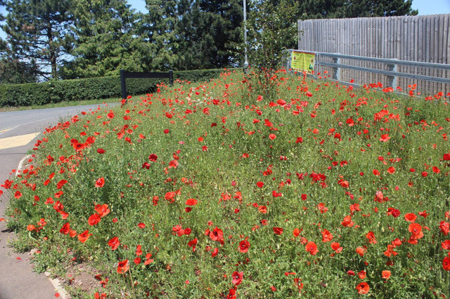 Poppies at Little Bristol Lane :  : 