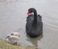 Black Swan and Signets at Slimbridge (Gillie Evans)